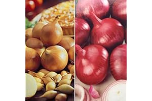 SCHONE PRODUCTS (UK) 2 x 20 Twin Pack Onions- Centurion & Red Baron- High Yielding Mild to Strong Flavour- Perfect to Cultivate in Your Beautiful Garden - RHS Award of Garden Merit