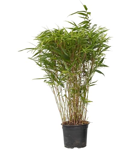 bambus setzling Bambus schwarz - Phyllostachys nigra main image 0