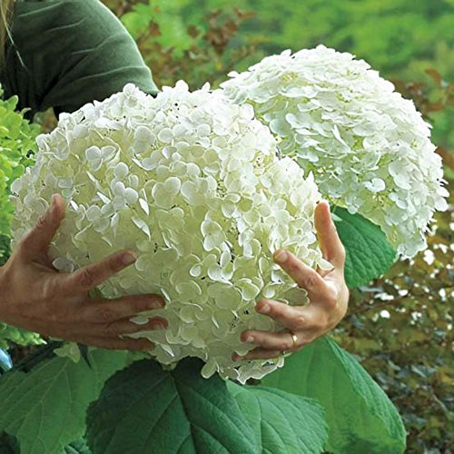 Moresave Hortensia Graines Bonsai Fleur Graines Vivaces Jardin Fleurs Graines 50 Pcs / Pack