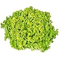 AllThatGrows Lettuce Lollo Bionda Seeds - (Pack Of 800 Seeds)