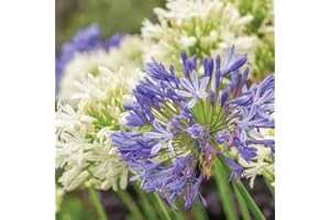 Bare Root Hardy Perennial Garden Plants Agapanthus, Ideal for Borders & Patios, Easy to Grow 12 x Agapanthus Blue & White Collection Bare Root Plants (12 Bare Root Plants) Thompson & Morgan