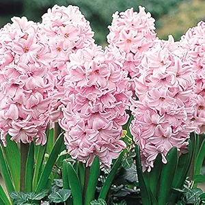 FernsFly IMP. Hyacinth Aromatic Charming Flower Bulbs Winter Flower Home Pot / Land Gardening Bulbs Blooming planting (Pack of 9 Pink Surprise Hyacinth)