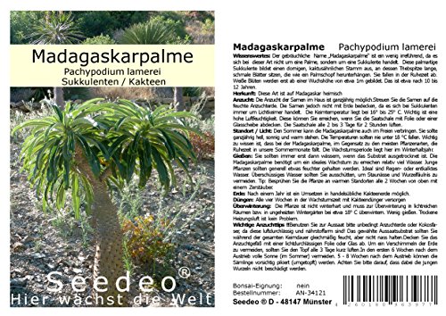 Seedeo Madagaskarpalme (Pachypodium lamerei) 10 Samen - 2