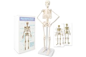 EVOTECH SCIENTIFIC Mini Human Skeleton Model for Anatomy, 17.7'' Full Body Human Skeleton Model with Movable Arms Legs on Plastic Base for Medical Teaching Learning, Students Learning Education Tool