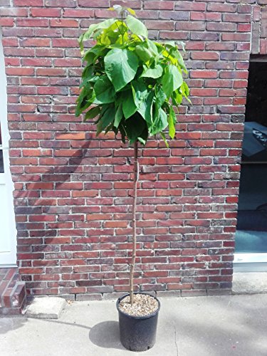 Kugel-Trompetenbaum, Catalpa bignonioides ‚Nana‘, 180-190 cm - 2