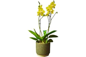 HAPPY PLANTING UK Ferrara Moth Orchid Real Houseplant. Yellow Twin Spiked Phalaenopsis Orchid Plant. A Live Potted Plant Perfect to Send for Any Occasion including Easter, Mother's Day, Birthday, Christmas, Valentines.