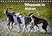 Produktbild Whippets in AktionAT-Version (Tischkalender 2019 DIN A5 quer): Die kleinen englischen Windhunde im Lauf, im Spiel, bei Raufereien (Monatskalender, 14 Seiten ) (CALVENDO Tiere)