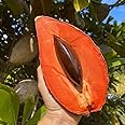 Floral Treasure Chiku/Sapota Grafted Plant (Red Sapota, Hybrid) Exotic 1 Live Fruit Plant