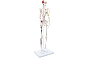 CRANSTEIN SCIENTIFIC Cranstein A-118 Mini Esqueleto 85cm con pintura muscular | Modelo de anatomía de esqueleto pequeño | para estudiantes o estudios de medicina | como regalo