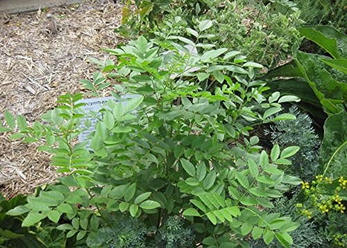 SAFLAX – Kräuter – Süßholz / Lakritze – 30 Samen – Mit Substrat – Glycyrrhiza glabra - 7