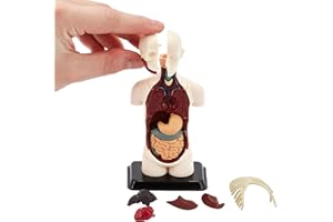 KITS OF MEDICINE Modello di anatomia umana | 32 pezzi puzzle corpo umano | perfetto per studio anatomico | Costruisci il tuo museo anatomico | Ottimo regalo per infermieri, studenti di medicina