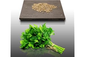 500 graines d'Aromatiques - PERSIL COMMUN PLAT - Petroselinum crispum