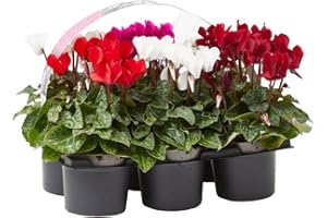 VERDECORA Planta Cyclamen natural - Flor de invierno (Pack 6 maceta 11cm)