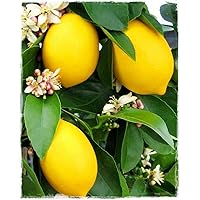 ALBERO DI LIMONE 4 QUATTRO STAGIONI LUNARIO FITOCELLA O VASO 18/20 CM (secondo disponibilità) ALTEZZA VARIABILE ( MINIMO 140 