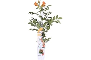 Bloomique - Campsis Radicans Galen - Trompetenblume - Orange - Kletterpflanzen - Gartenpflanzen - Winterhart - 50-70 cm Hoch - Topf 15 cm