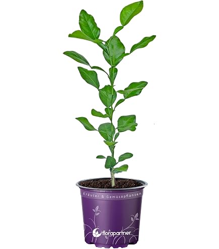 Fingerlimette Winterhart - 300 Samen Finger Lime Topfpflanzen Fr Balkon &  Garten, Robuste Outdoor-Pflanzen