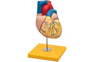 Elementary Anatomy - Modelo Anatómico Humano - Modelo del Corazón Humano de 2 partes con base - Tamaño real - Versión Económica para Enseñanza Escolar