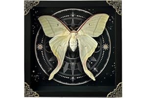 VINATIMES Real Butterfly Luna Moth Framed Insect Dried Shadow Box Taxidermy Astronomy Moon Phase Artwork Gothic Witch Wall Display Victorian Goth Oddity Hanging Wall Living Room Home Tabletop Office K22-33-AS2