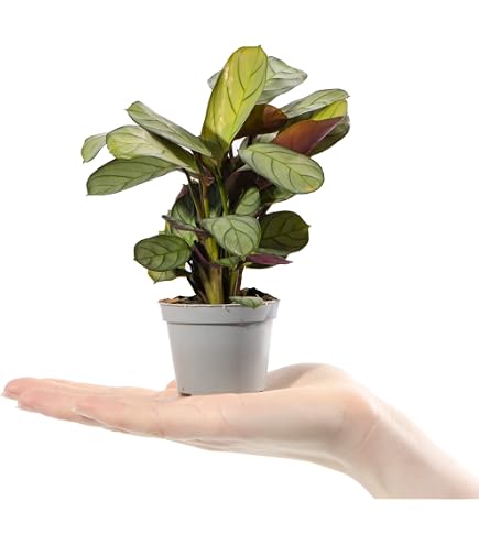 Baby Peacock Plant - Calathea Mieli Small Striped Tropical Indoor  Houseplant in 6cm Pot | Mini Plant with Striped Foliage | for Home and  Office | Grow Your Own Baby Plants : Amazon.co.uk: Garden