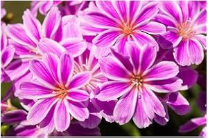 Lewisia cotyledon - Roses en porcelaine - Violet - Dans un pot de 11 cm - Qualité jardinier de Blumen Eber - 11 cm