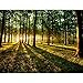 Produktbild Fototapeten Wald Landschaft 352 x 250 cm Vlies Wand Tapete Wohnzimmer Schlafzimmer Büro Flur Dekoration Wandbilder XXL Moderne Wanddeko - 100% MADE IN GERMANY - Landschaft Natur Runa Tapeten 9010011b
