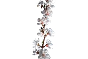 GENÉRICO Planta natural Frutal arbol Albaricoque Paviot injertado. Altura 80-100 cm. Albaricoque grande, piel anaranjada con rojo, pulpa firme, dulce y jugosa; madura a finales de junio. Segura Garden