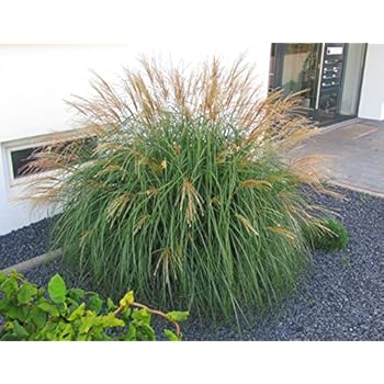 Miscanthus sinensis"Adagio" - Zwerg-Chinaschilf - Gras