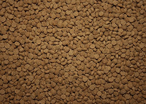 Saito Professional 2kg Futter Koi 3,0mm - 5