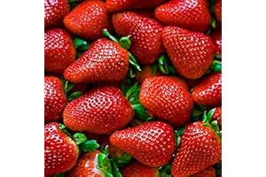 FLORES FRESCAS ONLINE Plantel Fresones Albion Bandeja 20 uds.