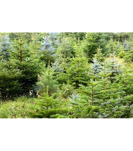 Weihnachtsbaum Set – 20 Pflanzen Zum Anpflanzen: Nordmanntannen, Korktannen, Blaufichten, Nobilis – Wurzelware, 15–30 Cm