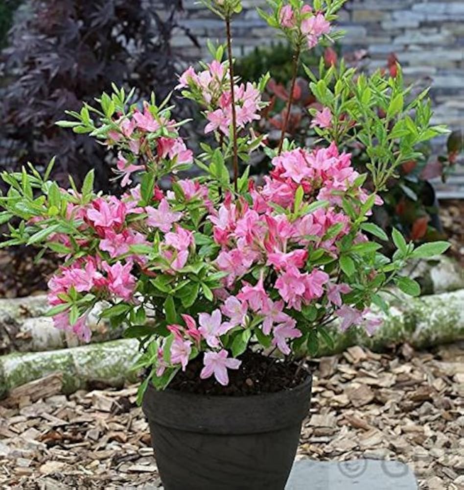 Rhododendron Rosata 50-60cm - Rhododendron viscosum