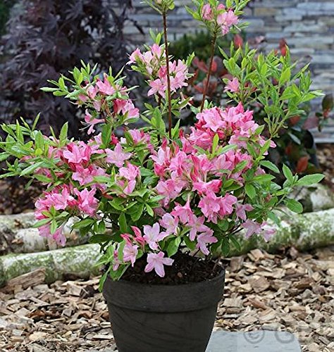 Rhododendron Rosata 50-60cm - Rhododendron viscosum