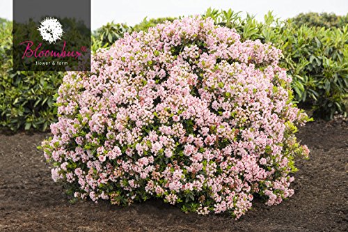 !!WELTNEUHEIT!! Bloombux® – flower & form by INKARHO® 15 – 20 cm Nugget - 4