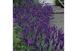 WHIN HILL NURSERIES 6X Lavendula Hidcote English Lavender Fragrant Foliage and Dark Blue Flowers
