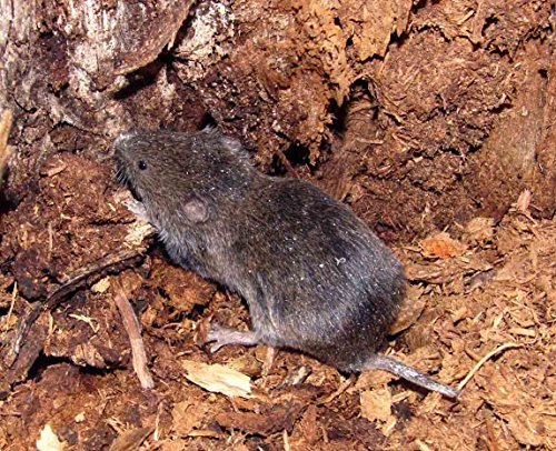 WEBBOMB Wühlmaus-Zangenfalle mit Köderblech, Wühlmauszange, Schlagfalle, Wühlmausfalle, Falle für Wühlmäuse, Wühlmaus Falle, Vole Trap - 5