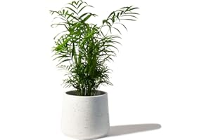 Perfect Plants - Parlour Palm Indoor Plant - Chamaedorea elegans in a 12cm Pot 35-45cm Tall