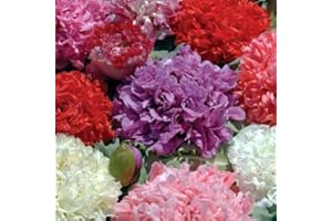 SVI 500 graines de pavot Pivoine Double Mix Graines de fleurs de Papaver