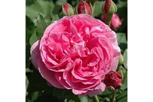 Peter Beales Roses Louise Odier Shrub Rose, Pink Double Blooms, 120cm Height, Strong Fragrance
