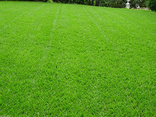 Rasen Sport und Spiel Grassamen Rasensamen Rasensaat Gras 10kg - 2