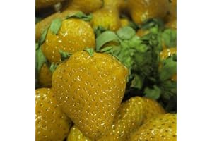 Haloppe 100 Unids Semillas de Frutas de Fresa para la Plantación de Jardín en el Hogar, Semillas de Plantas de Frutas de Fresa Deliciosas Bonsai Balcón Jardín Decoración de Patio Amarillo