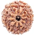 REBUY Brown 10 Mukhi Rudraksha 10 Faced Indonesia/Java Bead Certified Rudraksha for Men and Women