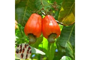 Saterkali Semi di anacardi, 5 pezzi semi di anacardi albero da frutto tropicale giardino cortile pianta agricola Semi di anacardi
