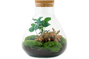 URBANJNGL Terrario de Plantas • Sammie Coffea • Planta de ecosistema • ↑27 cm • Jardín de Botellas • Paquete de Bricolaje - Conjunto de terrario Completo