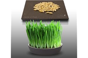 Mille graines - HERBE A CHAT - Facilite son transit !!!