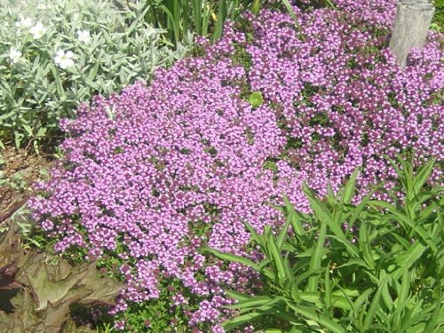 Teppich-Thymian Thymus serpyllum 200 Samen (Thyme Creeping)