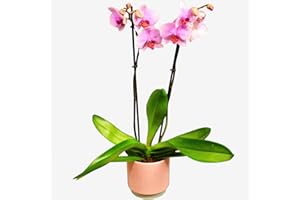 HAPPY PLANTING UK Pink Phalaenopsis Orchid Plant – Elegant Indoor Flower for Home & Office Decor – Long-Lasting Freshness & Air-Purifying