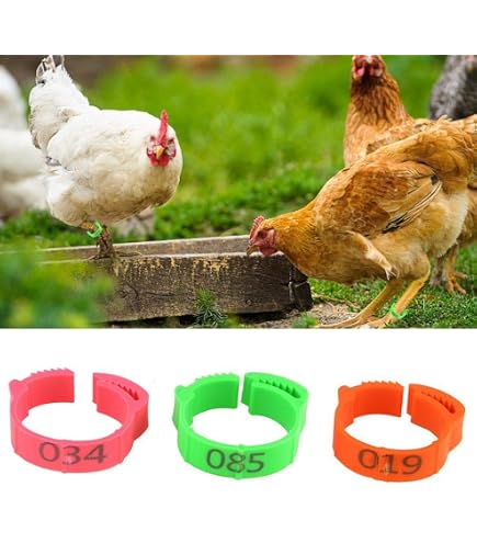 200 Anneaux D'Identification Poules – Bagues Numérotées 1-100 Colorées – Clip Pour Poulets, Canards, Dindes, Oies – Orange & Vert