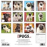Image de Just Pugs 2017 Calendar
