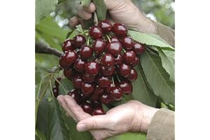 YouGarden - 2 x Stella Cherry Trees Bare Root - Pair of Bare Root Trees for Gardens - Grow Your Own Cherry Tree