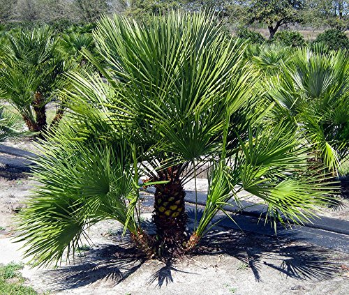 Frostharte Chamaerops humilis Höhe 70-90 cm. Eine der kältetolerantesten Palmenarten in Europa